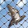 PE-PLUS-netting-with-pigeon-behind-S