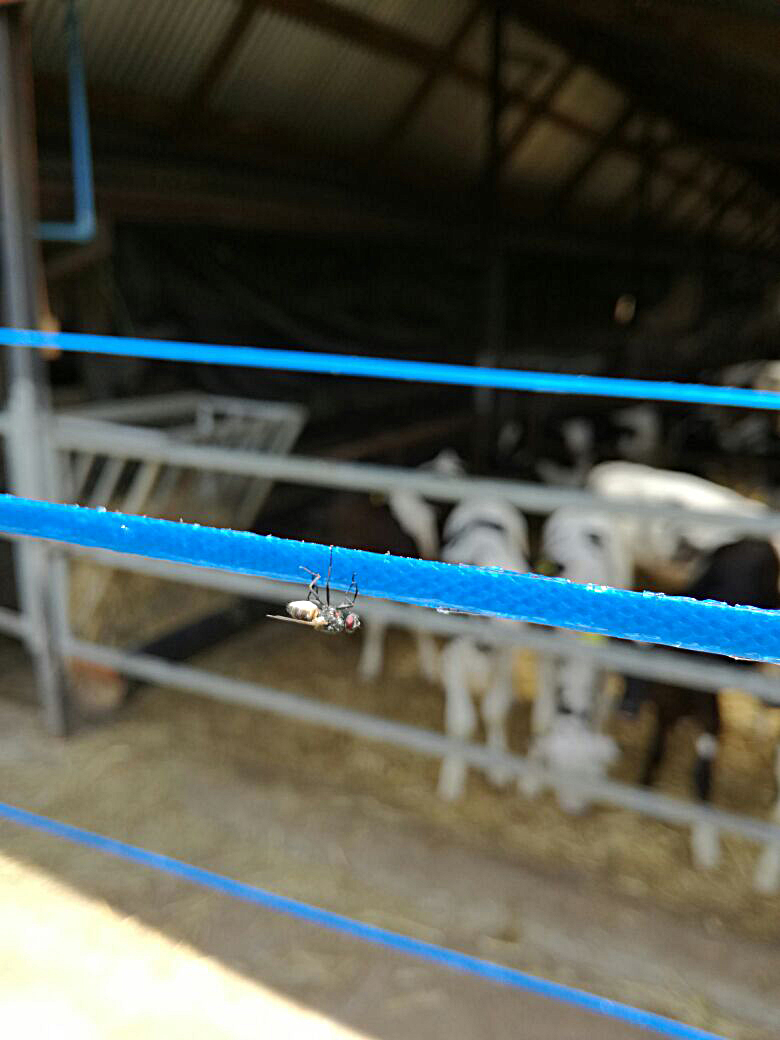 Insective FlyRibbon 400 - Image 3