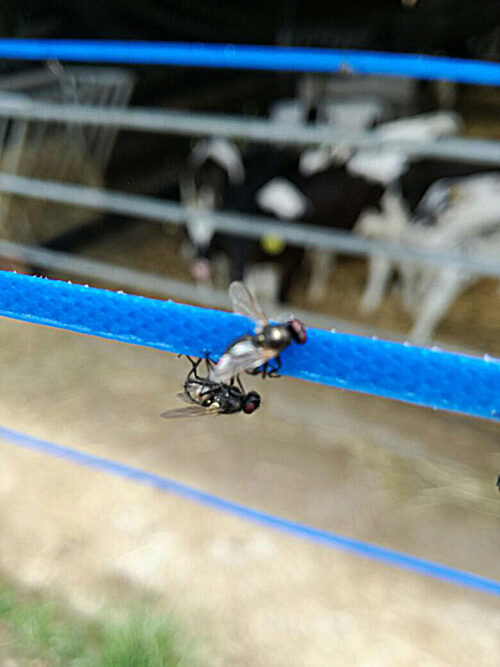 Insective FlyRibbon 400 - Image 4