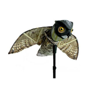 Prowler Owl