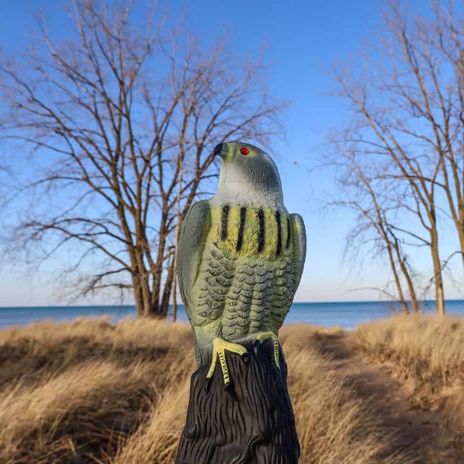 Falcon Decoy - Image 4