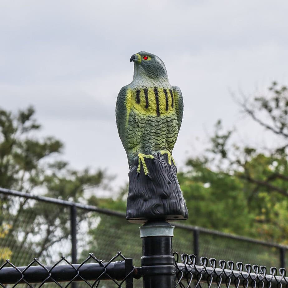 Falcon Decoy - Image 5