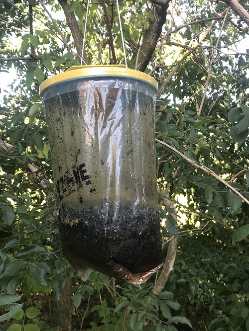 Insective FlyZone XL Bag Trap - Image 4