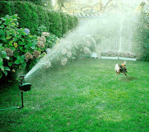 Hydro Critter Blaster - Image 4