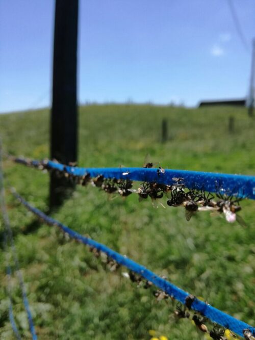 Insective FlyRibbon 400 - Image 5
