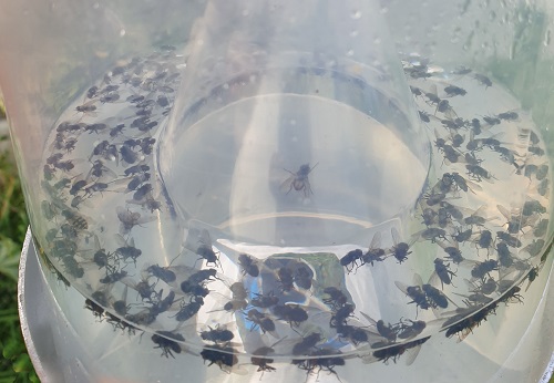 Stomoxyscc Trap - Stable Flies - Image 7