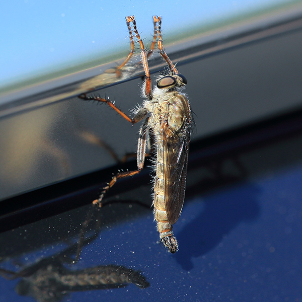 H-Trap Horsefly Control System - Image 2