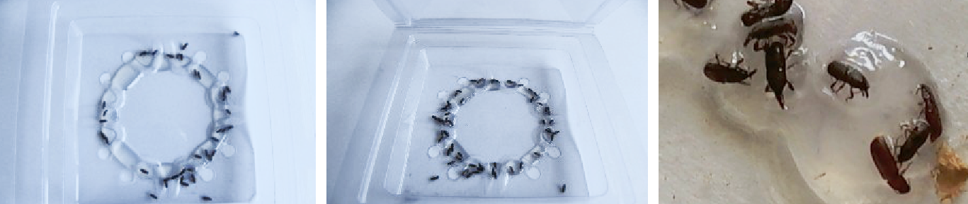 Insective T-Trap Tribolium - Image 3
